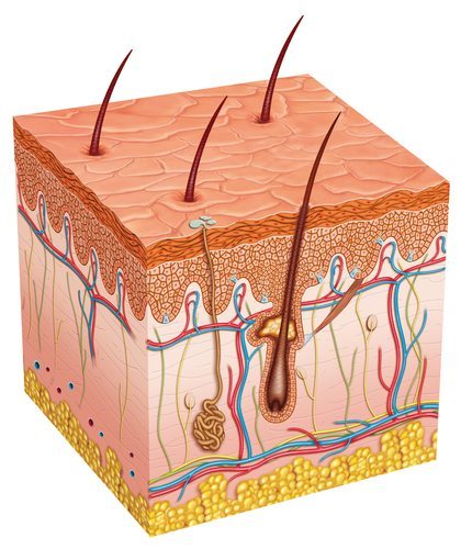 structure of hypodermis