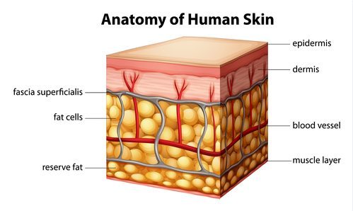 How Skin Works